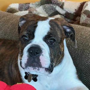 Team Page: Dehnco Dogs